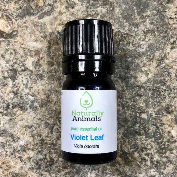 Violet Leaf Essential Oil (Absolute) 10ml