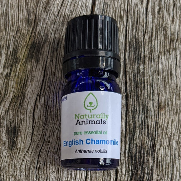 English (Roman) Chamomile Essential Oil 5ml